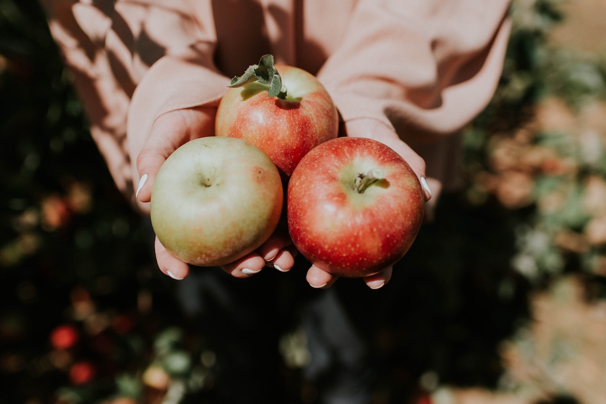Where To Go Apple Picking Near Seattle